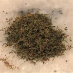 Annual Mugwort