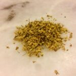 Holunder (Sambucus nigra)