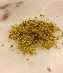 Holunder (Sambucus nigra)